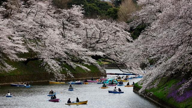Pengunjung naik perahu di samping bunga sakura yang mekar di Taman Chidorigafuchi di Tokyo, Jepang, Minggu (27/3/2022). Foto: Kim Kyung-Hoon/REUTERS