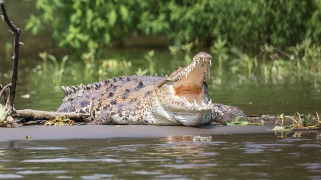 Ilustrasi buaya. Foto: Pixabay