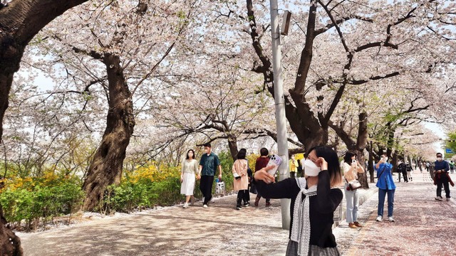 Bunga Sakura mekar di Yeongdeungpo, Seoul. Foto: Khiththati/acehkini