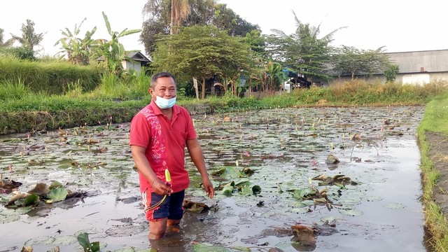 I Made Wija salah satu petani bunga teratai di kawasan Subak Anggabaya, Denpasar Timur - IST