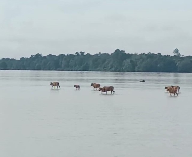 Gerombolan sapi berjalan di tengah Sungai Kapuas. Foto: Tangkapan Layar Facebook Sabri Sableng