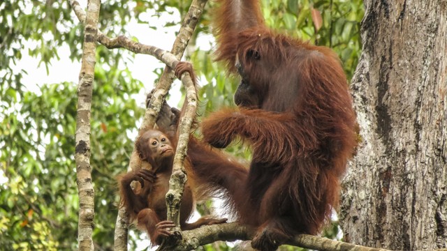 Bantu Lestarikan Orangutan Kalimantan dengan 4 Cara Ini bersama Kiehl's. Foto: Dok. Kiehl's Indonesia