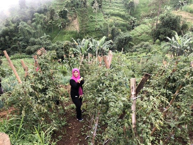 Ibu Nanik Asnawati Memetik buah tomat di perkebunan warga