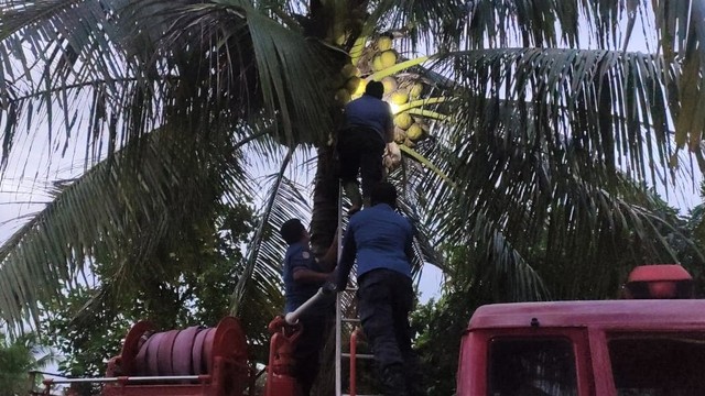 Personel Dinas Pemadam Kebakaran Kota Padang saat mengevakuasi kucing yang terjebak di pohon kelapa di daerah Lubuk Buaya Padang, Sumatera Barat, Senin 18 April 2022. Foto: dok Damkar Padang