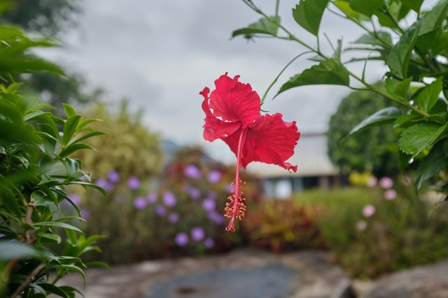 Pantun Cinta Lucu Bahasa Indonesia, Foto: Unsplash/Mukiibi John Elijah