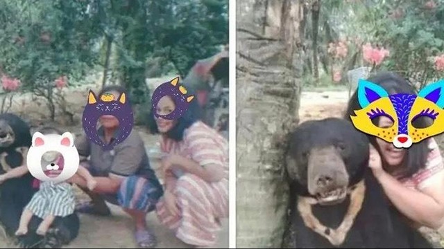 FOTO Beruang Madu yang sudah mati dijadikan objek foto serta pelaku mengambil bagian-bagian dari tubuh hewan dilindungi tersebut, di Desa Kasang Padang, Bonai Darussalam, Rokan Hulu, Riau. 