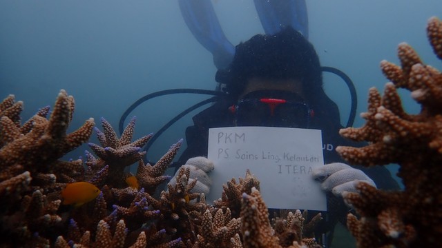 Kegiatan rehabilitasi atau transplantasi terumbu karang yang dilakukan Itera di Teluk Kiluan, Kabupaten Tanggamus, Lampung, Kamis (10/3) | Foto : Ist