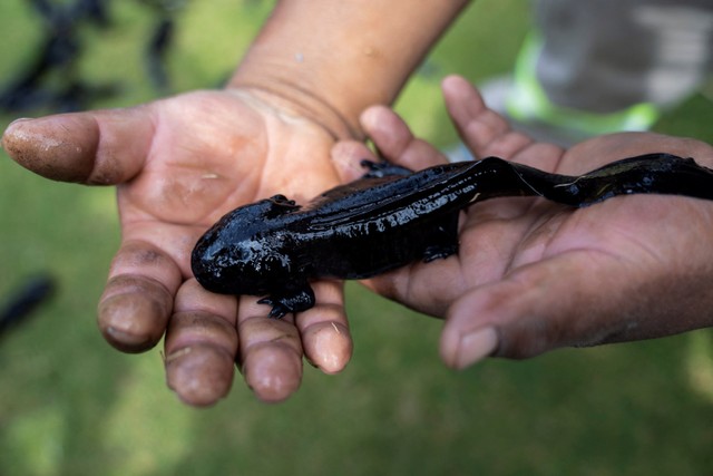 Seekor axolotl atau salamander Meksiko sebagai bagian dari proyek konservasi untuk melestarikan spesies di Xochimilco, Mexico City, Meksiko, Rabu (16/2/2022).  Foto: Toya Sarno Jordan/REUTERS
