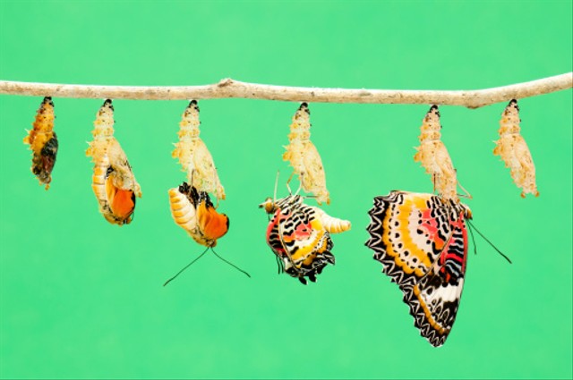Ilustrasi kupu-kupu merupakan contoh hewan yang mengalami metamorfosis sempurna. Foto: Unsplash.com