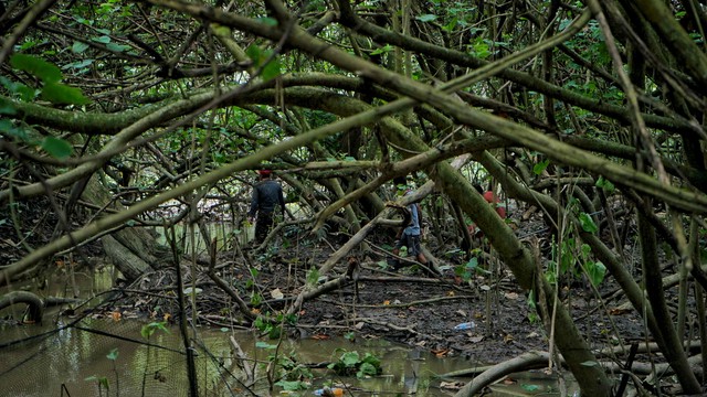 Foto: Proses Penangkapan Buaya yang Lepas Dari Penangkaran di Sumsel (1312)