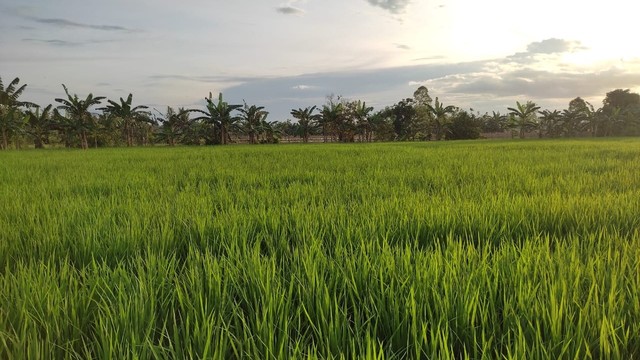 Kawasan Pertanian Kabupaten Kutai Kartanegara, Kalimantan Timur (Sumber Pribadi)