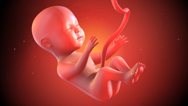 Ilustrasi gerakan bayi di dalam kandungan. Foto: yucelyilmaz/Shutterstock