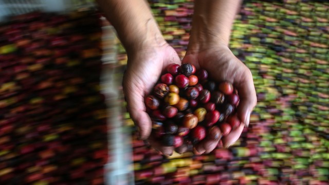 Petani memilah biji kopi di Gunung Betung, Bandar Lampung, Lampung, Rabu (16/3/2022). Foto: ANTARA FOTO/Rivan Awal Lingga