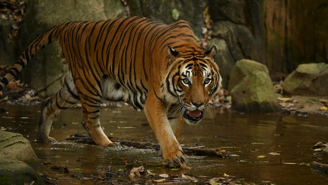 Ilustrasi harimau. Foto: Djohan Shahrin/Shutterstock