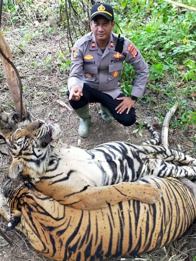 Kapolsek Serbajadi Iptu Hendra Sukmana saat tiba di lokasi dua harimau Sumatera ditemukan mati di kawasan hutan sekitar PT Aloer Timur, Desa Sri Mulya, Kecamatan Peunaron, Kabupaten Aceh Timur, Minggu (24/4/2022). Foto: Dok. Polisi Aceh Timur