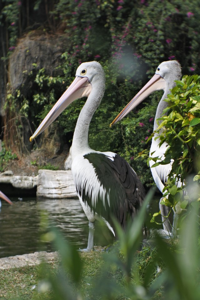 Tiket masuk ragunan, Photo by sali lestari on Unsplash