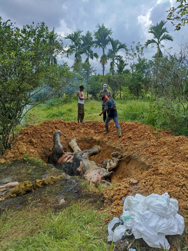 BBKSDA mengevakusi penemuan 2 bangkai gajah betina di Kabupaten Langkat. Foto: BBKSDA Sumut