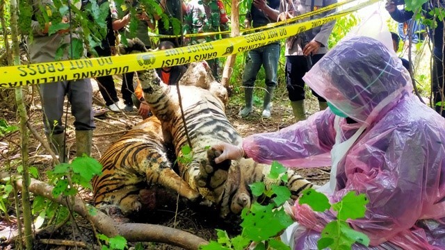 Olah tempat kejadian perkara dan nekropsi bangkai harimau. Foto: Polisi Aceh Timur 