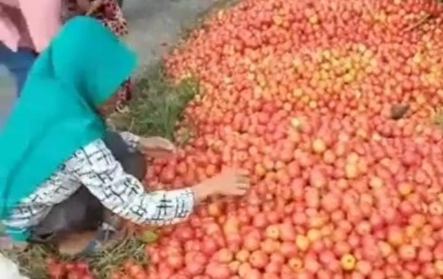 Tomat yang bercecer di pinggir jalan Lampung Barat. | Foto: Ist