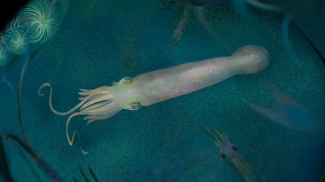Rekonstruksi artistik spesies Cephalopoda Syllipsimopodi bideni, yang fosilnya ditemukan di Montana, menghuni lingkungan laut di bawah teluk tropis berusia 328 juta tahun selama Periode Karbon. Foto: K. Whalen/Christopher Whalen/via REUTERS