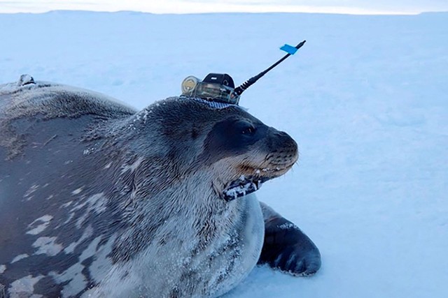 Anjing laut Weddell yang dilengkapi dengan alat pengukur yang dipasang di kepala. Foto: Institute of Polar Research/HO/via REUTERS