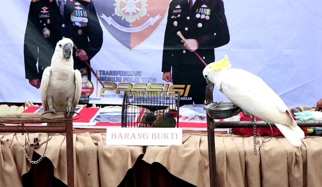 Barang bukti terkait praktik penjualan burung langka. Foto: Dok. Istimewa