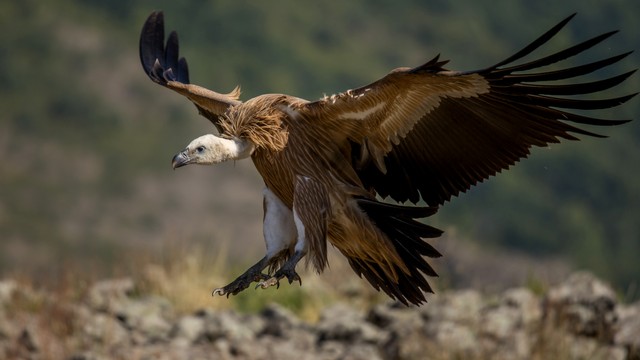 Ilustrasi burung Vultur ruppel. Foto: Veselin Gramatikov/Shutterstock