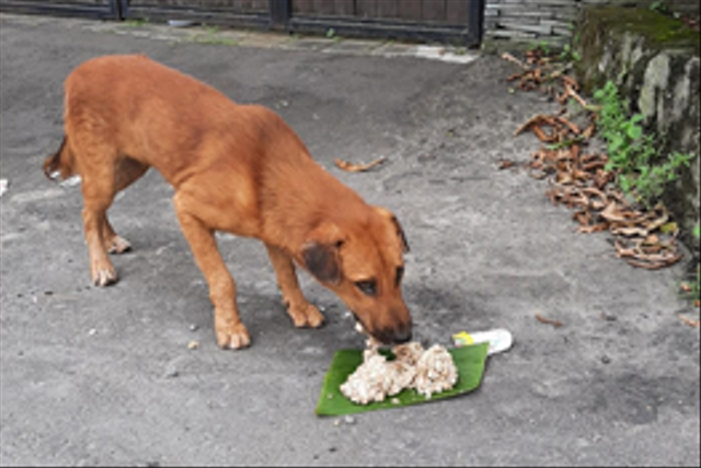 Salah-satu anjing jalanan yang menikmati layanan street feeding BEM FKH Unud, Bali - IST