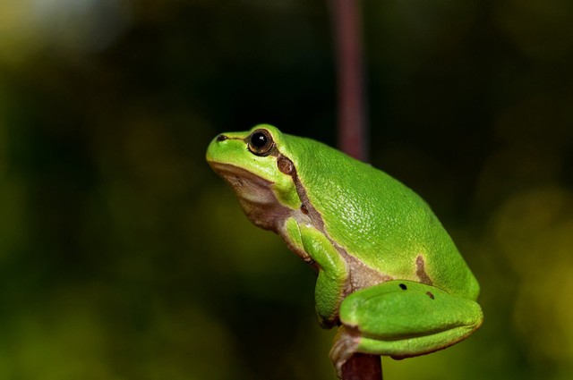 https://www.pexels.com/id-id/@pixabay - bagian tubuh katak dan fungsinya