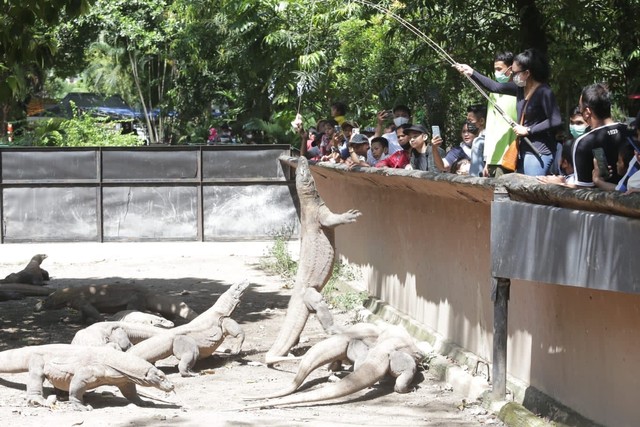 Libur Lebaran, Kebun Binatang Surabaya Buka 2 Wahana Baru