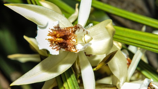 Tanaman anggrek hitam merupakan flora khas Kalimantan Timur. Meskipun memiliki nama anggrek hitam, tidak semua bagian tanaman ini berwarna hitam karena hanya bagian lidah bunganya saja yang berwarna hitam.