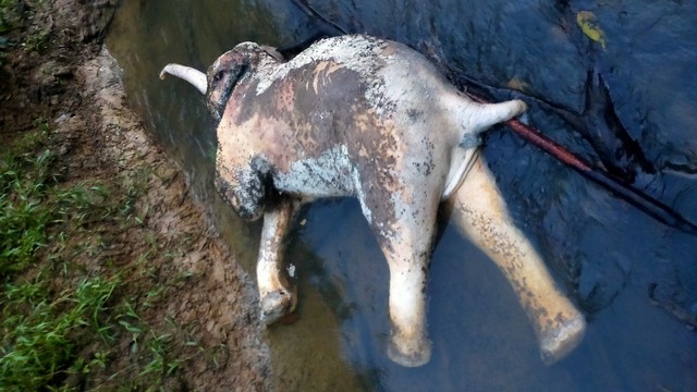 Gajah mati di kawasan hutan Peunaron, Aceh Timur. Foto-foto: Polisi Aceh Timur