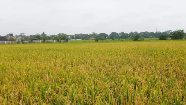 Hamparan padi siap panen. Foto: Dokumentasi pribadi.