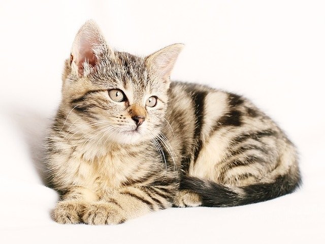 Penyebab kucing muntah. Foto: pixabay
