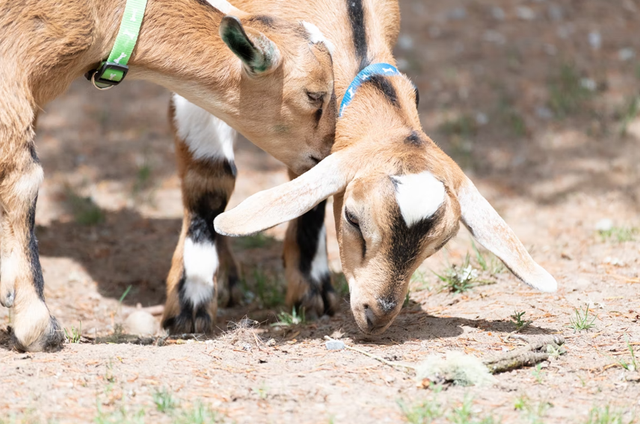 Ilustrasi kambing yang akan diakikahkan. Foto: unsplash.com/hydngallery