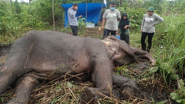 Gajah liar mati dalam perawatan di Desa Lamtamot, Kecamatan Lembah Seulawah, Aceh Besar, Aceh, Ahad (27/2). Foto: Dok. BKSDA Aceh