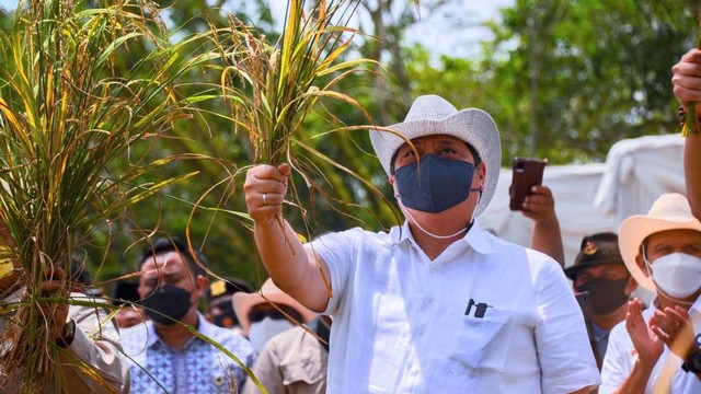 Menko Perekonomian Airlangga Hartarto menghadiri panen perdana Padi Gogo di Lampung, Sabtu (12/2). Foto: Dok. Istimewa