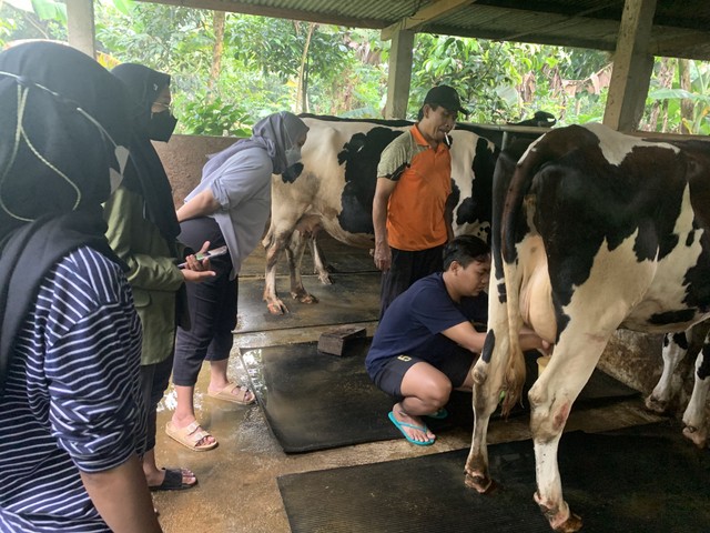 Kegiatan Memerah Susu Sapi Mahasiswa KKN 93 UPNVJT Didampingi oleh Mentor Warga Setempat. Sumber : Dokumen Pribadi.