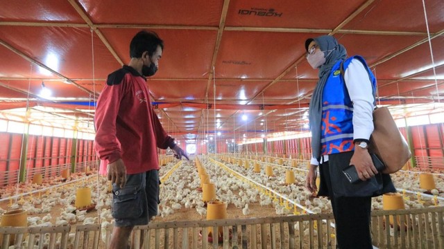 Sardjono, peternak di Jogja bersama seorang petugas PLN saat meninjau kandang ayam miliknya. Foto: itsimewa