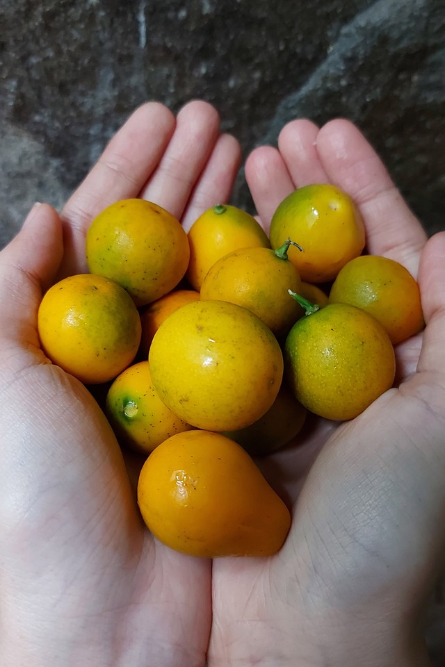 Jeruk kimkit atau kimkiat, buah yang bisa dimakan dengan kulitnya. Foto: Azalia Amadea/Kumparan