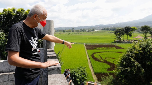 Gubernur Jateng Ganjar Pranowo meninjau sawah di Kelurahan Bergas Lor, Kecamatan Bergas, Kabupaten Semarang, yang terdapat gambar wajahnya.  Foto: Dok. Istimewa