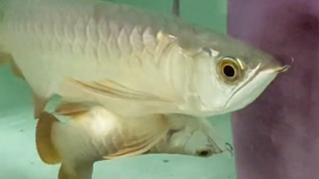 Penampakan ikan arwana kembar siam. (Foto: @equine_aquatics/TikTok)