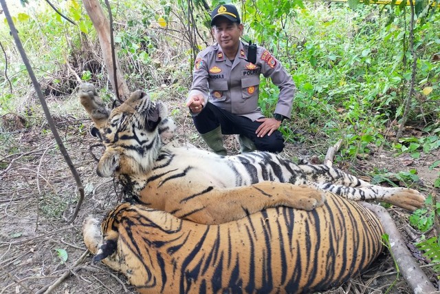 Harimau ditemukan mati terkena jerat babi. Foto: Polisi Aceh Timur