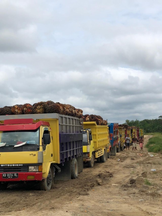 Antrean truk pengangkut TBS untuk masuk pabrik kelapa sawit salah satu perusahaan di Sintang, Kalbar. Foto: Yusrizal/Hi!Pontianak