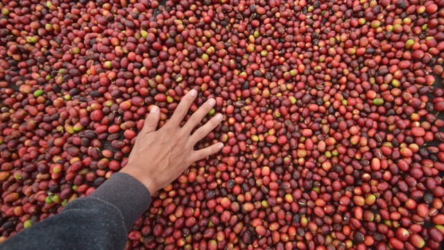 Petugas mengecek kualitas buah kopi di pengolahan kopi Solok Radjo di Nagari Aia Dingin, Kecamatan Lembah Gumanti, Kabupaten Solok, Sumatera Barat. Foto: Iggoy el Fitra/ANTARA FOTO
