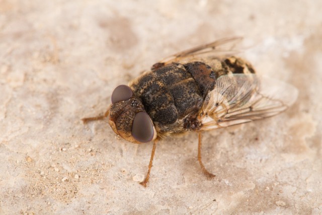 Larva lalat Oestrus ovis. Foto: Cosmin Manci/Shutterstock
