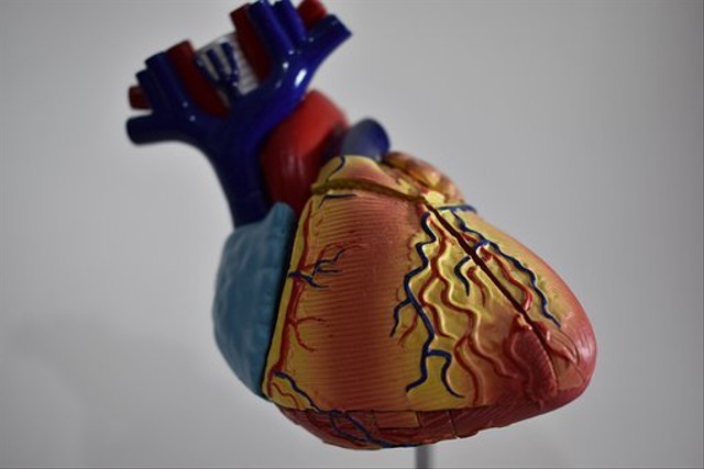Ilustrasi salah satu fungsi otot jantung adalah mendukung dan menunjang fungsi kerja dari organ jantung. Foto: Pixabay