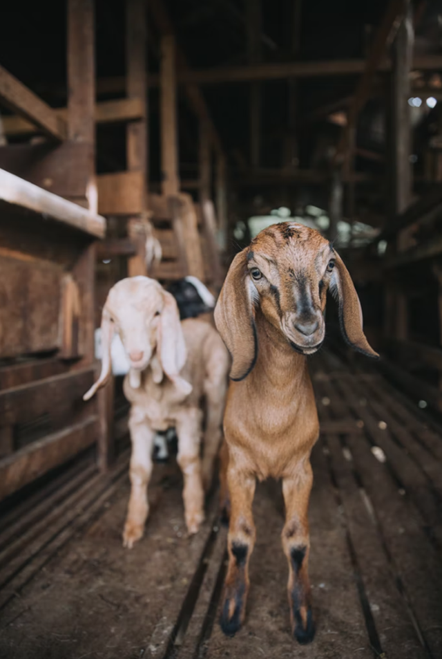 Ilustrasi nisab zakat hewan ternak berupa kambing. Foto: unsplash.com/aliffhassan91