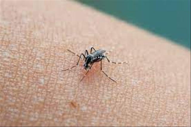 Nyamuk penyebab malaria. (Foto: halodoc)