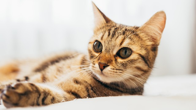 Kucing peliharaan anak di rumah. Foto: Evgeny Hmur/Shutterstock